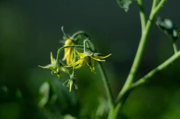 A bloom yellow tomato flowers, close-up. Among the green leaves yellow tomato flowers with long thin petals blossomed. A bloom tomato flowers for publication, poster, screensaver, wallpaper, postcard