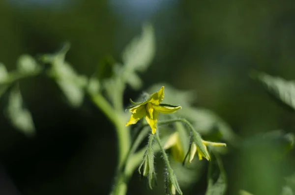 Flores Tomate Amarillas Florecientes Cerca Entre Las Hojas Verdes Florecieron — Foto de Stock