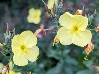 Oenothera biennis, common evening-primrose, is flowering plant in family Onagraceae. It is evening star, sundrop, weedy evening primrose.