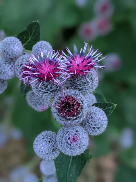 Close Pink Purple Flowers Lesser Burdock Plant Blurred Vegetation Background — 图库照片