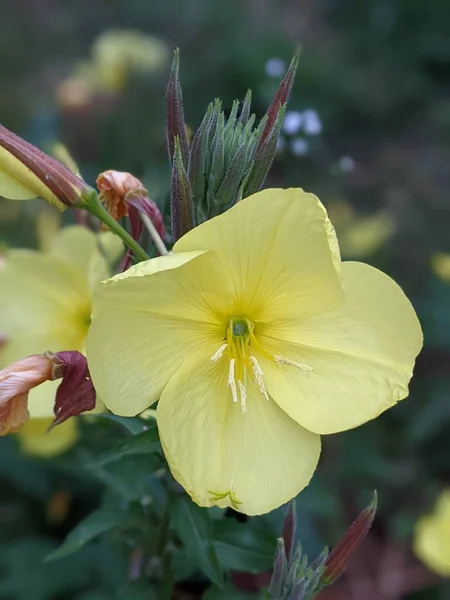 Oenothera Biennis Common Evening Primrose Flowering Plant Family Onagraceae Evening — 图库照片