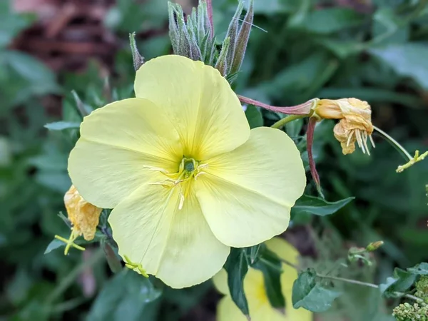 Oenothera Biennis Common Evening Primrose Flowering Plant Family Onagraceae Evening — 图库照片