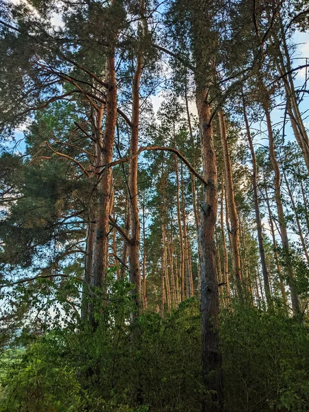 Forêt Pins Nordiques Soirée Profondeur Champ Courte — Photo