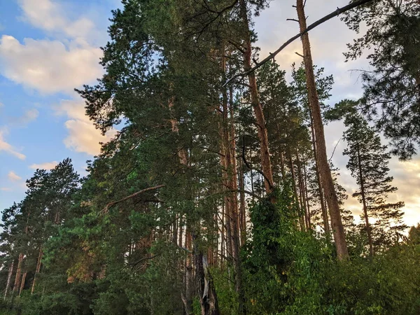 Nordic pine forest in evening light. Short depth-of-field.