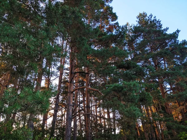 Nordic pine forest in evening light. Short depth-of-field.