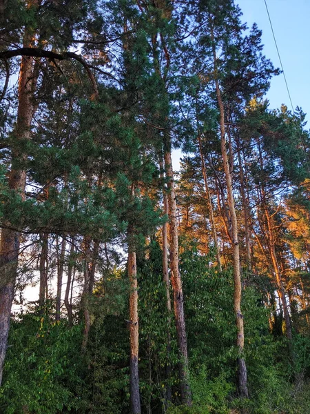 Nordic pine forest in evening light. Short depth-of-field.