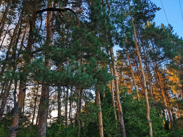 Floresta Nórdica Pinheiros Noite Curta Profundidade Campo — Fotografia de Stock