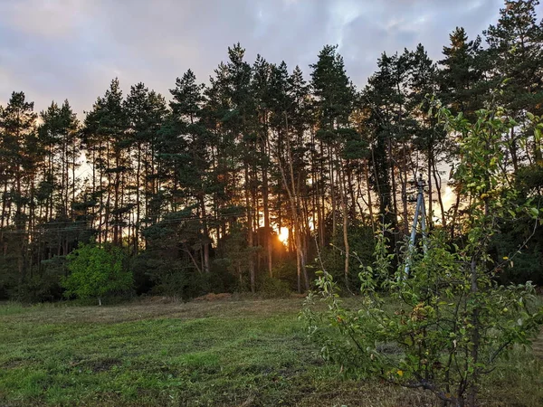 Nordischer Kiefernwald Abendlicht Kurze Tiefenschärfe — Stockfoto