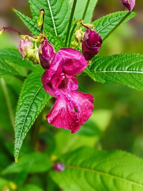 Flowers of touchy glandular close-up.Impatiens glandulifera.