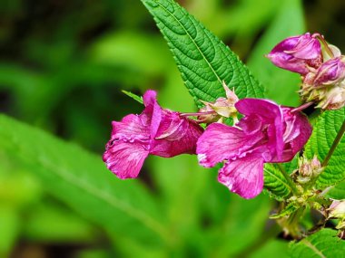 Flowers of touchy glandular close-up.Impatiens glandulifera.