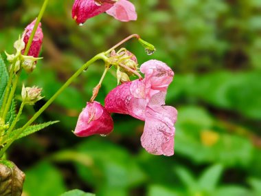 Flowers of touchy glandular close-up.Impatiens glandulifera.