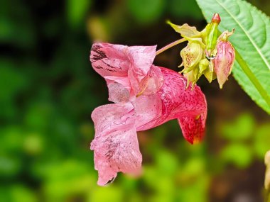 Flowers of touchy glandular close-up.Impatiens glandulifera.