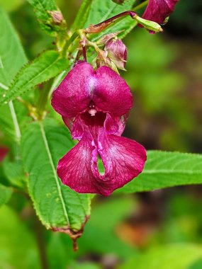 Flowers of touchy glandular close-up.Impatiens glandulifera.