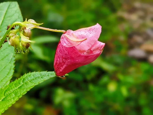 Flowers Touchy Glandular Close Impatiens Glandulifera — Stok fotoğraf