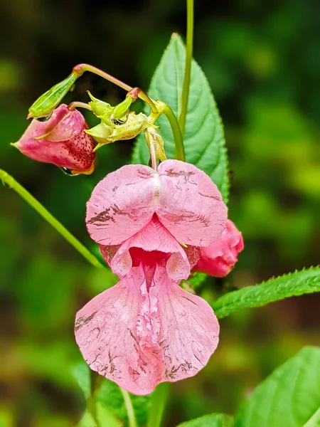 Flowers Touchy Glandular Close Impatiens Glandulifera — Stock Fotó