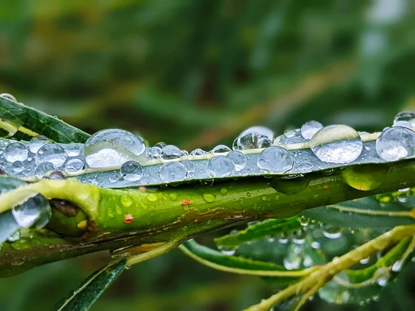 Große Schöne Tropfen Transparenten Regenwassers Auf Einem Grünen Blatt Makro — Stockfoto