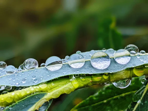 Große Schöne Tropfen Transparenten Regenwassers Auf Einem Grünen Blatt Makro — Stockfoto