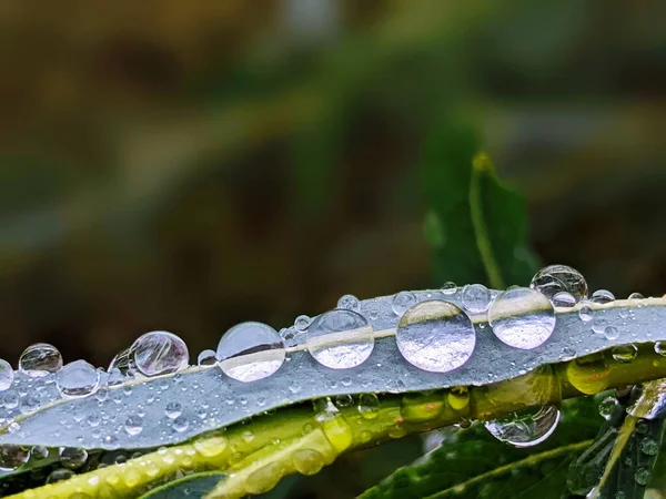 Große Schöne Tropfen Transparenten Regenwassers Auf Einem Grünen Blatt Makro — Stockfoto