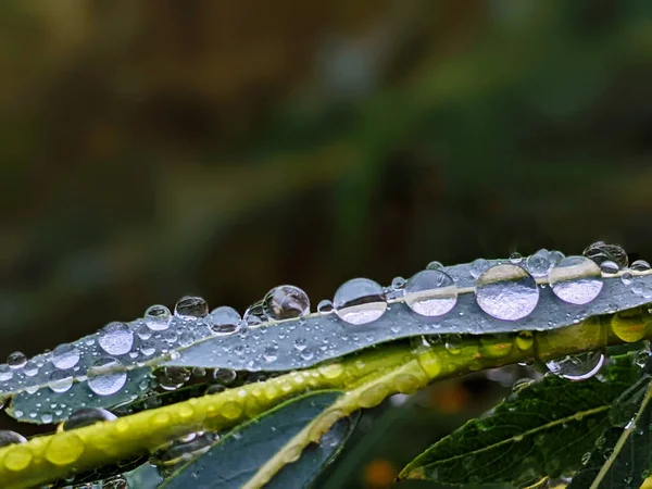 Grandes Belas Gotas Água Chuva Transparente Uma Macro Folha Verde — Fotografia de Stock