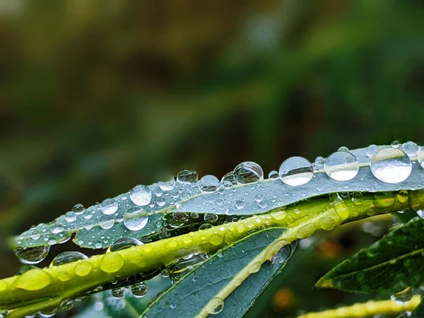 Große Schöne Tropfen Transparenten Regenwassers Auf Einem Grünen Blatt Makro — Stockfoto