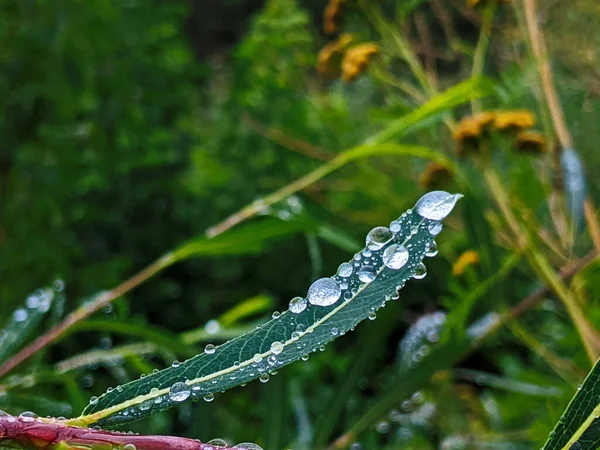 Nagy Gyönyörű Cseppek Átlátszó Esővíz Egy Zöld Levél Makró Harmatcseppek — Stock Fotó