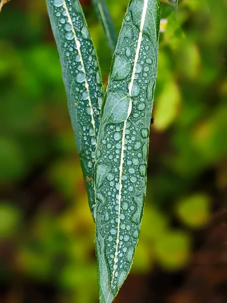 Große Schöne Tropfen Transparenten Regenwassers Auf Einem Grünen Blatt Makro — Stockfoto