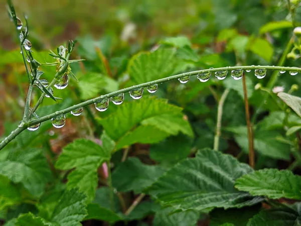 Große Schöne Tropfen Transparenten Regenwassers Auf Einem Grünen Blatt Makro — Stockfoto