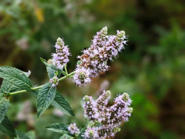 flowering wild mint grows in a flower garden. cultivation of medicinal plants concept