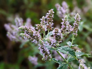 flowering wild mint grows in a flower garden. cultivation of medicinal plants concept