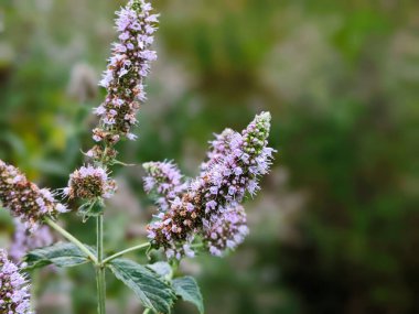 flowering wild mint grows in a flower garden. cultivation of medicinal plants concept
