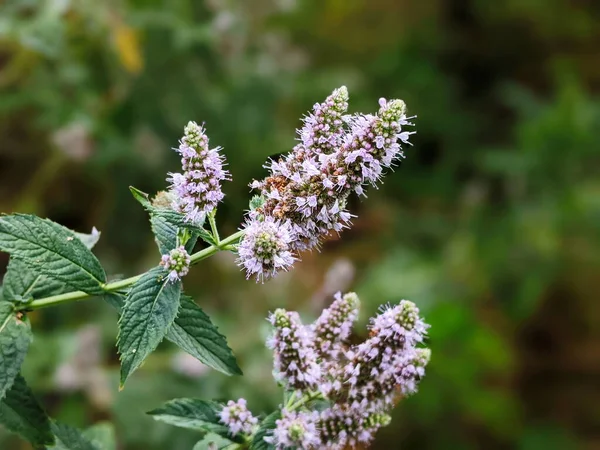 flowering wild mint grows in a flower garden. cultivation of medicinal plants concept