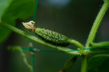 Sarı çiçekli küçük salatalık ve bahçe yatağına yakın dallar. Salatalık yumurtalığı, bahçedeki genç salatalık. Sarı çiçeklerle açan salatalık bahçedeki çiftliğe bağlandı.