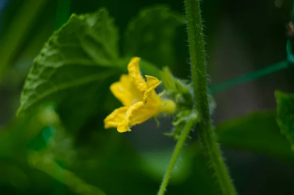 Kis Uborka Sárga Virággal Indákkal Közelkép Kerti Ágyon Uborka Petefészke — Stock Fotó