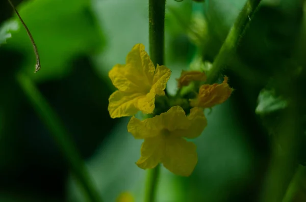 Small Cucumber Yellow Flower Tendrils Close Garden Bed Ovary Cucumber — Foto de Stock