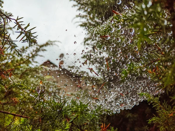 Spider Web Cobweb Water Drops Rain Close — Fotografia de Stock