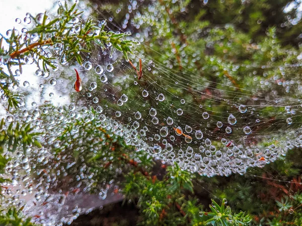 Spider Web Cobweb Water Drops Rain Close — Fotografia de Stock
