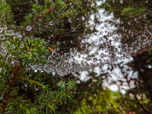 Spider Web Cobweb Water Drops Rain Close — Fotografia de Stock