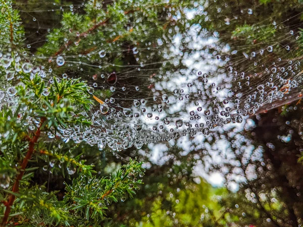 Spider Web Cobweb Water Drops Rain Close — Photo