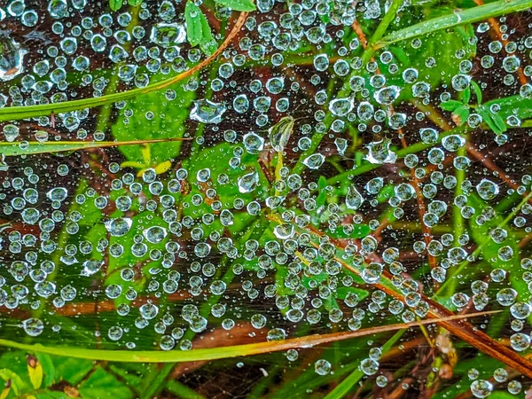 Spider Web Cobweb Water Drops Rain Close — Stock Photo, Image