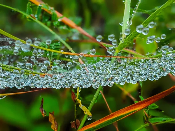 Spider Web Cobweb Water Drops Rain Close — Stockfoto