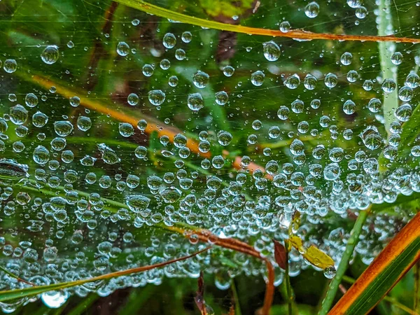 Spider Web Cobweb Water Drops Rain Close — Fotografia de Stock