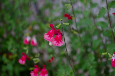 Lush garden with pretty salvia microphylla on its branch close up