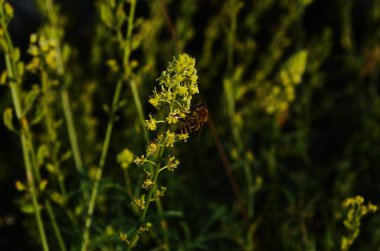 İlkbaharda çayırdaki yabani otların seçici odak noktası olan Reseda lutea veya sarı mignonette veya vahşi mignonette, kokulu otçul bitkinin bir türüdür..