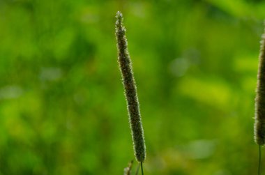 Phleum pratense. Close up of timothy grass, common weed, meadow.