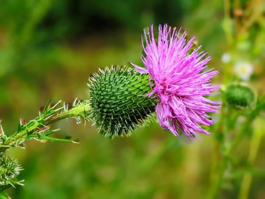 Blessed milk thistle flowers on yellow background, closeup Macro. Silybum marianum herbal remedy, Saint Mary's Thistle, Marian Scotch thistle, Mary Thistle, Cardus marianus bloom