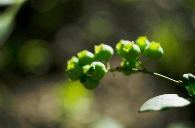 Ripening blueberry berries growing on bush. Blueberries. Bunches of green ripening berries on the branches of a bush. Close.
