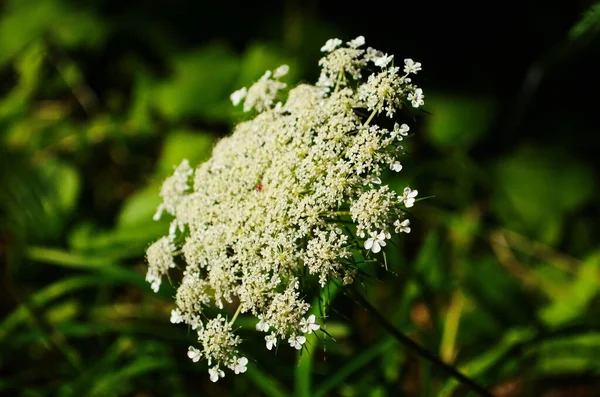 Close-up of wild carrot bud with blurred wild carrot flowers on background