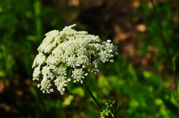 Close-up of wild carrot bud with blurred wild carrot flowers on background