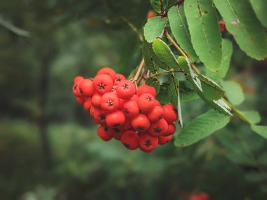 Kükremiş ağaç dallarında kırmızı yaban mersini, olgun kızılcık üzümleri yakın çekim ve yeşil yapraklar..