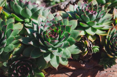 Common Houseleek plant. Sempervivum tectorum in the pot.Close up shot.